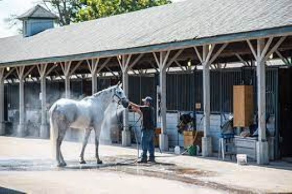 Horse Racing Mystery Novel - Bluegrass