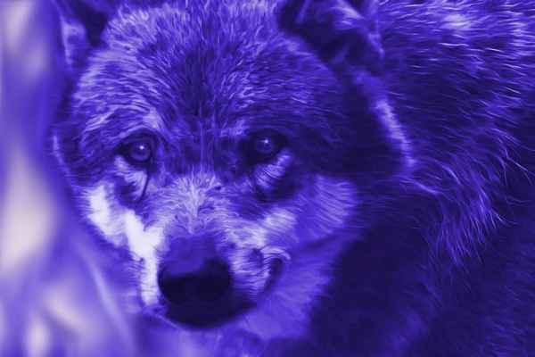 My Lycan Luna Angel's Wolf Form - Blue Purple Eyes