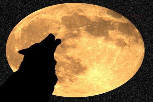 A Similar Werewolf Novel to The Mysterious Luna