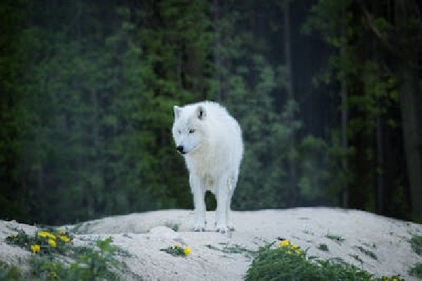 I Will Never Be Yours White Wolf